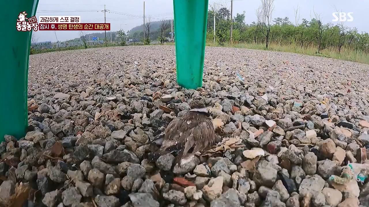 TV 동물농장.E1176.240617p-NEXT.mp4_20240616_171032.431.jpg