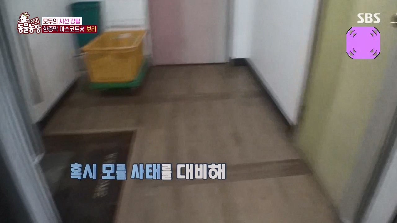 TV 동물농장.E1156.240129p-NEXT.mp4_20240128_191730.113.jpg