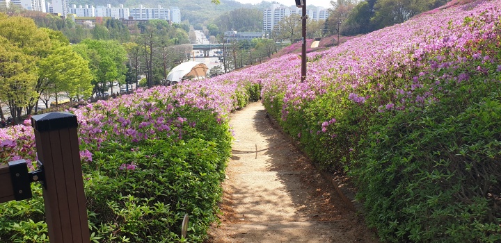 철쭉 사잇길