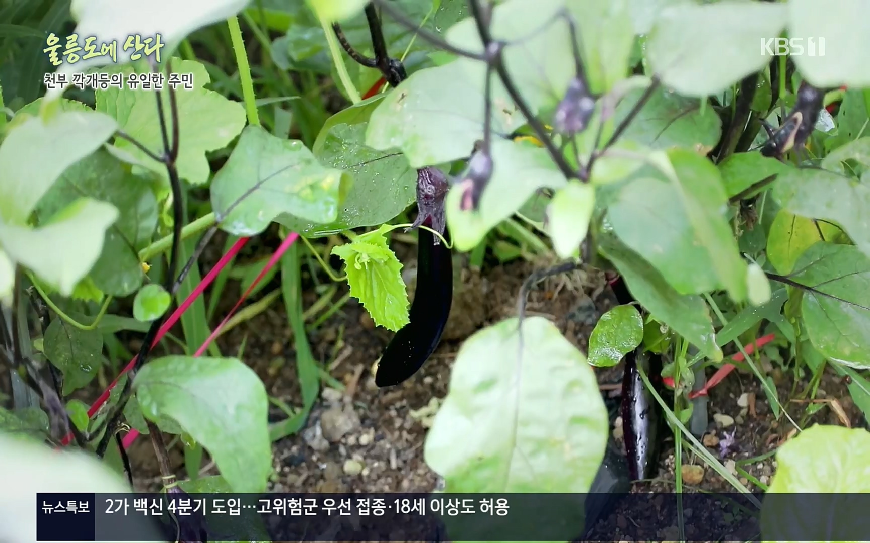 다큐울릉도에산다.E01.220909p.H264-F1RST.mp4_20220912_180547.950.jpg