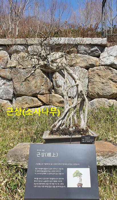 근상 소사나무
