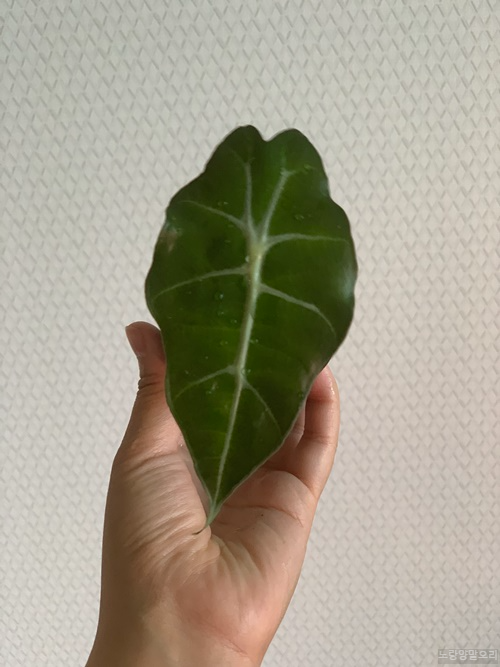 거북알로카시아 유모1