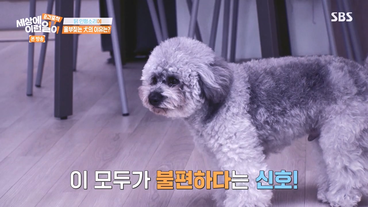 순간포착 세상에 이런일이.E1252.231112p-NEXT.mp4_20231112_170301.660.jpg