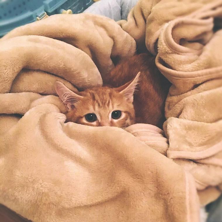  고양이 며칠까지 혼자 집에 있어도 될까요?