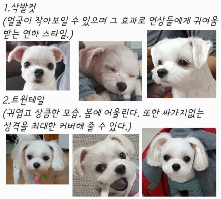 말티즈 컷 모음.jpg