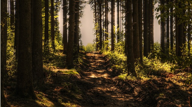 숲 속의 길