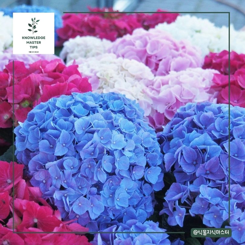 수국 꽃말 - 다양한 색깔과 그 의미