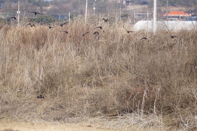 날아가는 오리 20여 마리&#44; 뒤로는 잡초&#44;