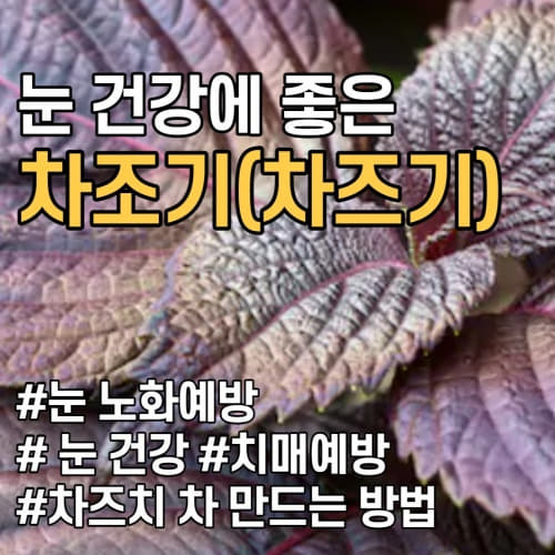  눈 건강에 좋은 루테올린이 풍부한 차조기 차즈기 자소엽 효능 부작용(차즈기 차 차즈기 가루 만드는 방법)