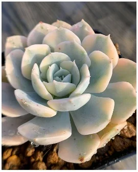 룬요니