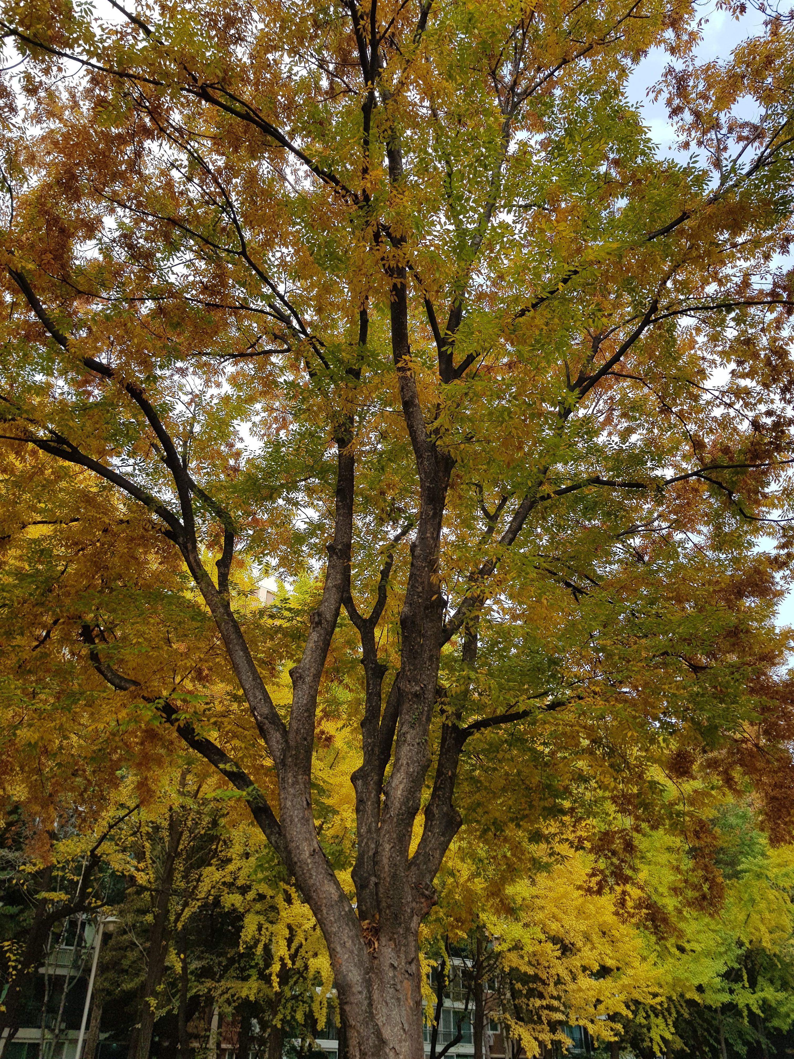 커다란 나무가 가을을 맞아 단풍으로 물들어 가고 있는 모습