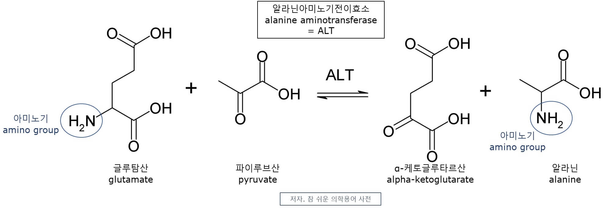 alanine aminotransferase 뜻