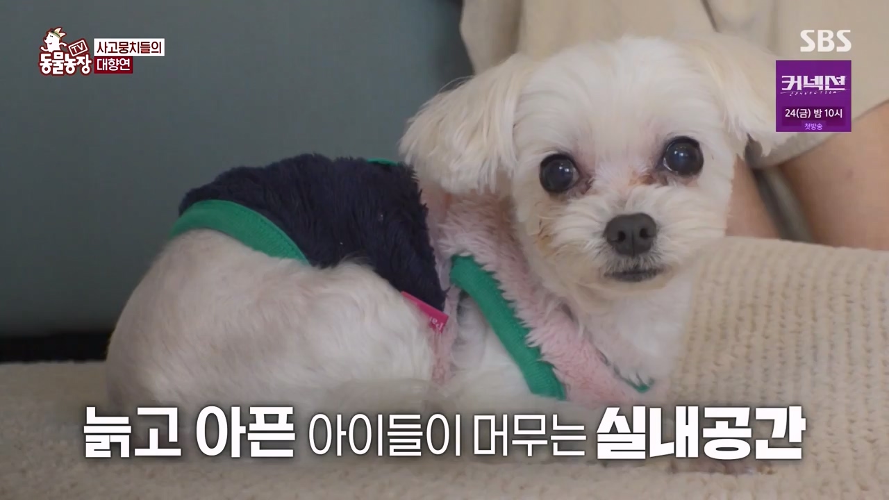 TV 동물농장.E1172.240520p-NEXT.mp4_20240519_165230.733.jpg