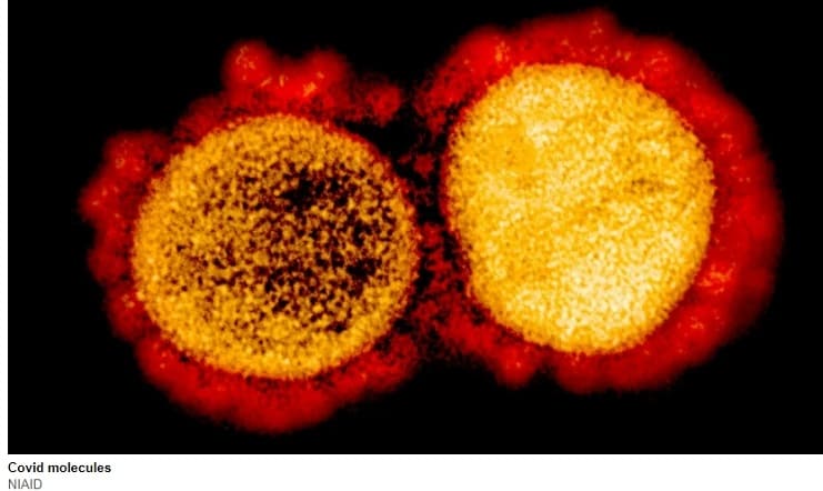  WHO, 새로운 오미크론 변이 BA.5...올 여름 빠르게 확산 경고 BA.5: Latest omicron variant expected to spread fast