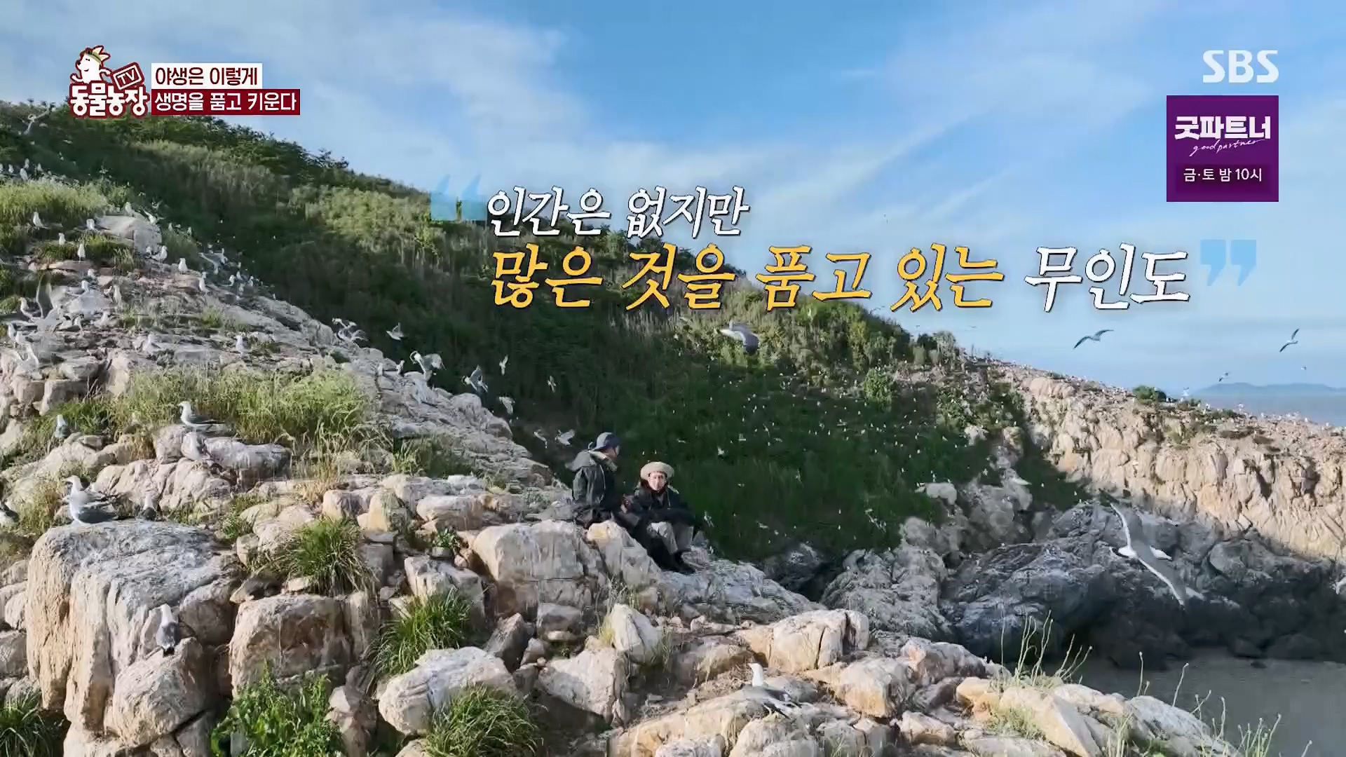 TV 동물농장.E1180.240714p.H264-F1RST.mp4_20240715_201730.970.jpg