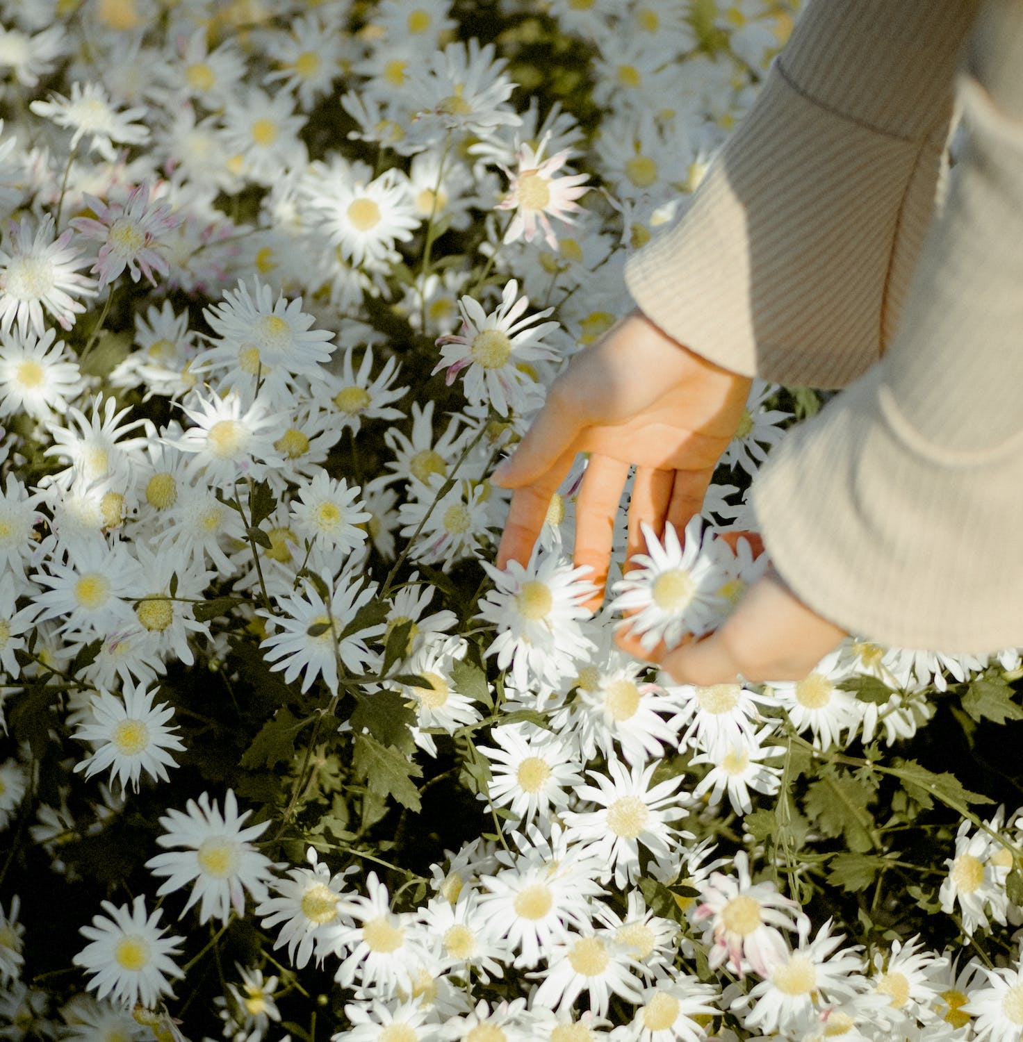 꽃들이 만개한 곳에 한 여성의 손이 꽃을 만지고 있다.