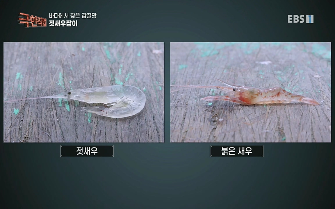 TV - 교육의 중심 EBS바다에서 찾은 감칠맛 새우젓과 다시마.mp4_20220717_173624.013.jpg