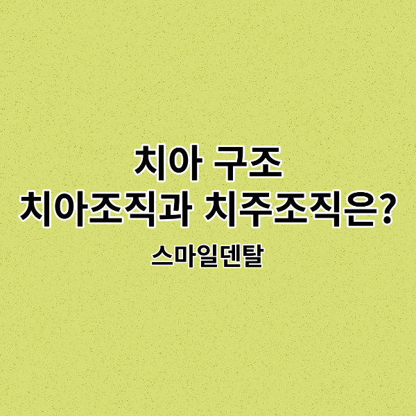치아-치아구조-치아조직-치주조직-썸네일
