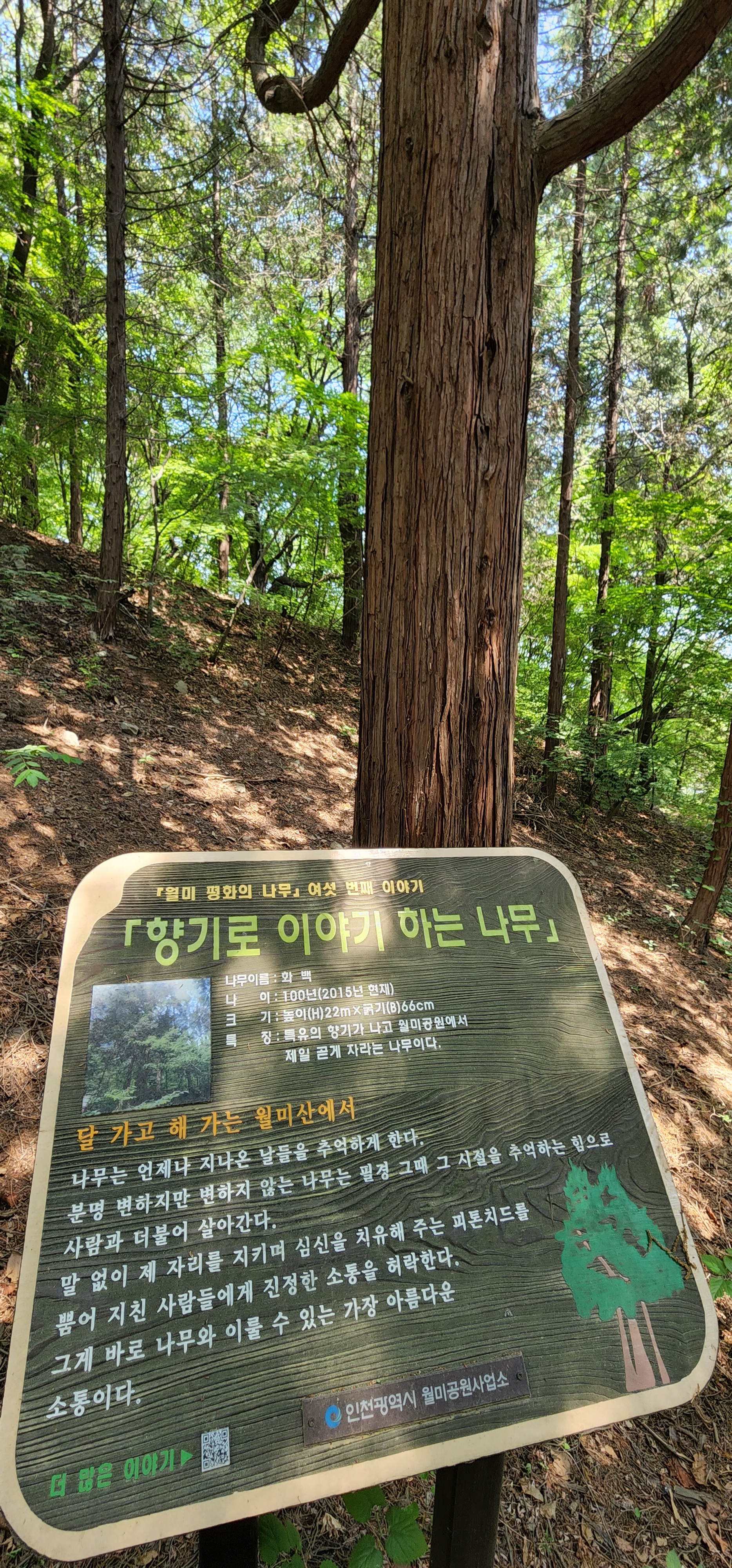  달 가고 해 가는 월미산에서...향기로 이야기하는 나무와의 소통