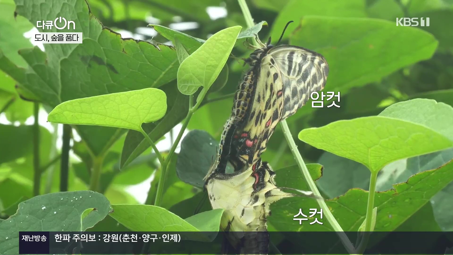 다큐 On.E232.231216p.H264-F1RST.mp4_20231220_204830.152.jpg