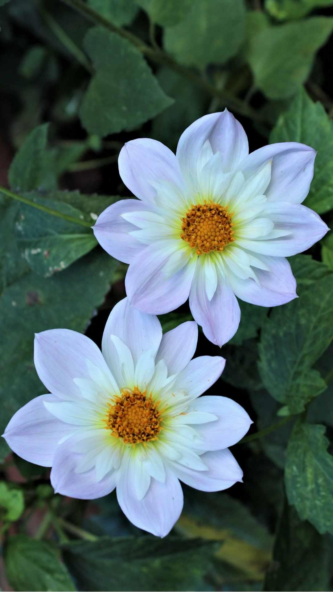 Dahlia Flower iPhone Wallpaper