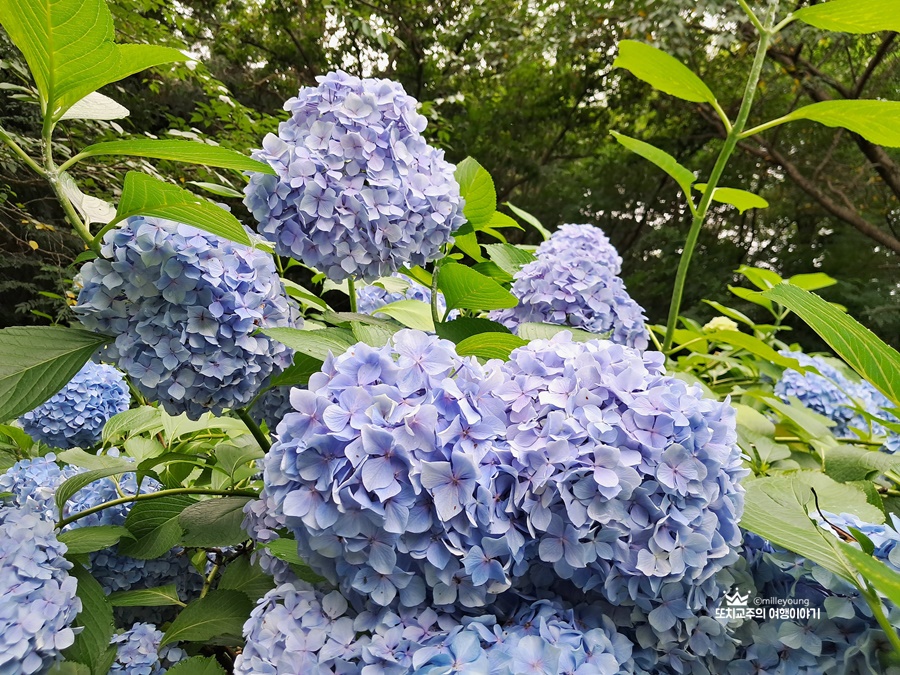 파란색 수국꽃이 만개해 있다