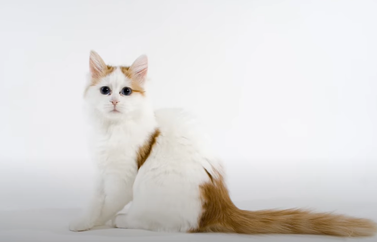 터키시 반 (Turkish Van)