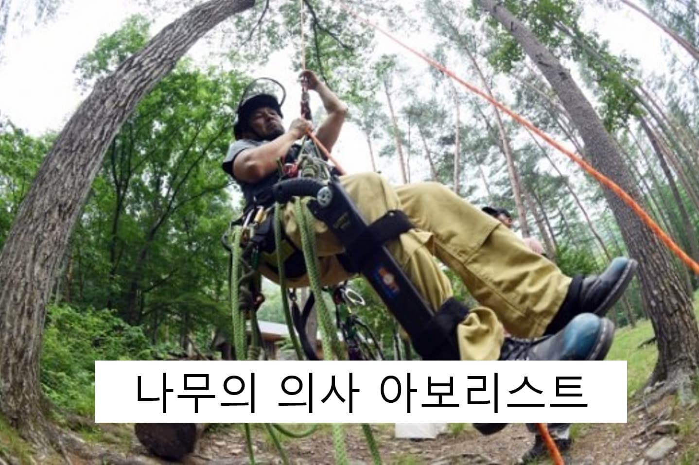 아보리스트