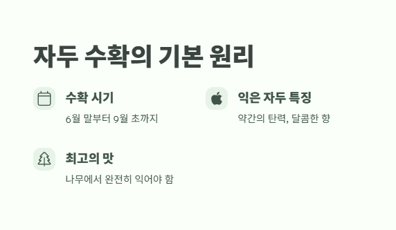 자두 수확시기 실전 노하우 2