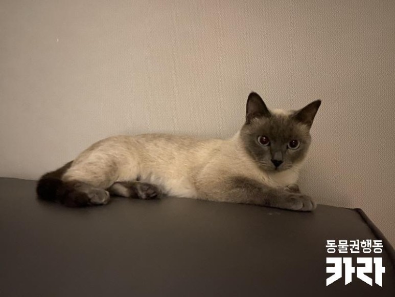샴 고양이 '모아'의 일생에 가족을 찾습니다 [입양 완료] 추운 겨울 화단에 버려졌다 9