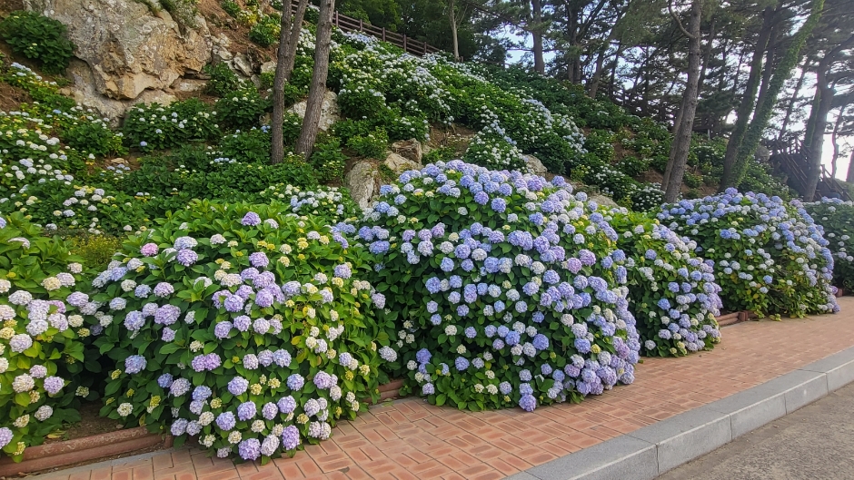 저구항 수국 1