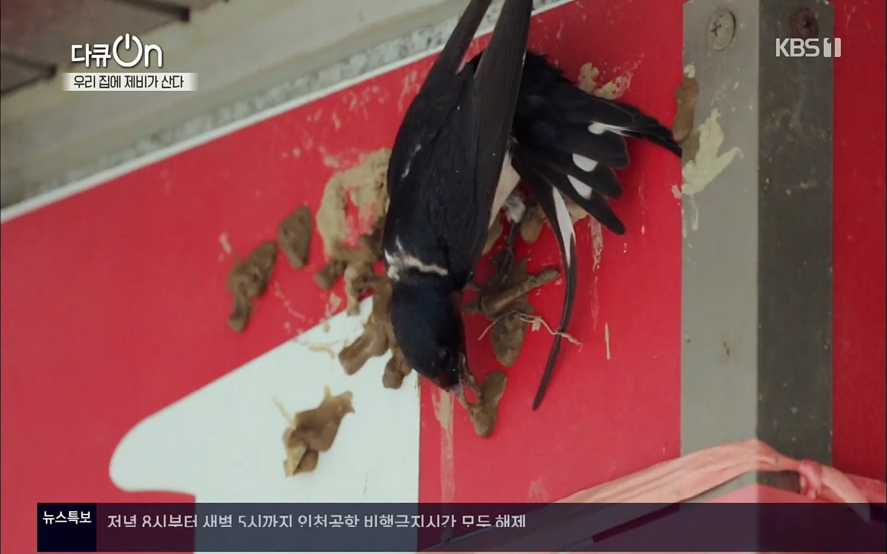 다큐 On.E143.220610p.H264-F1RST.mp4_20220613_202634.606.jpg