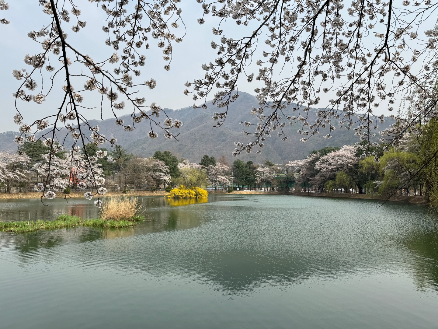 청평 벚꽃축제