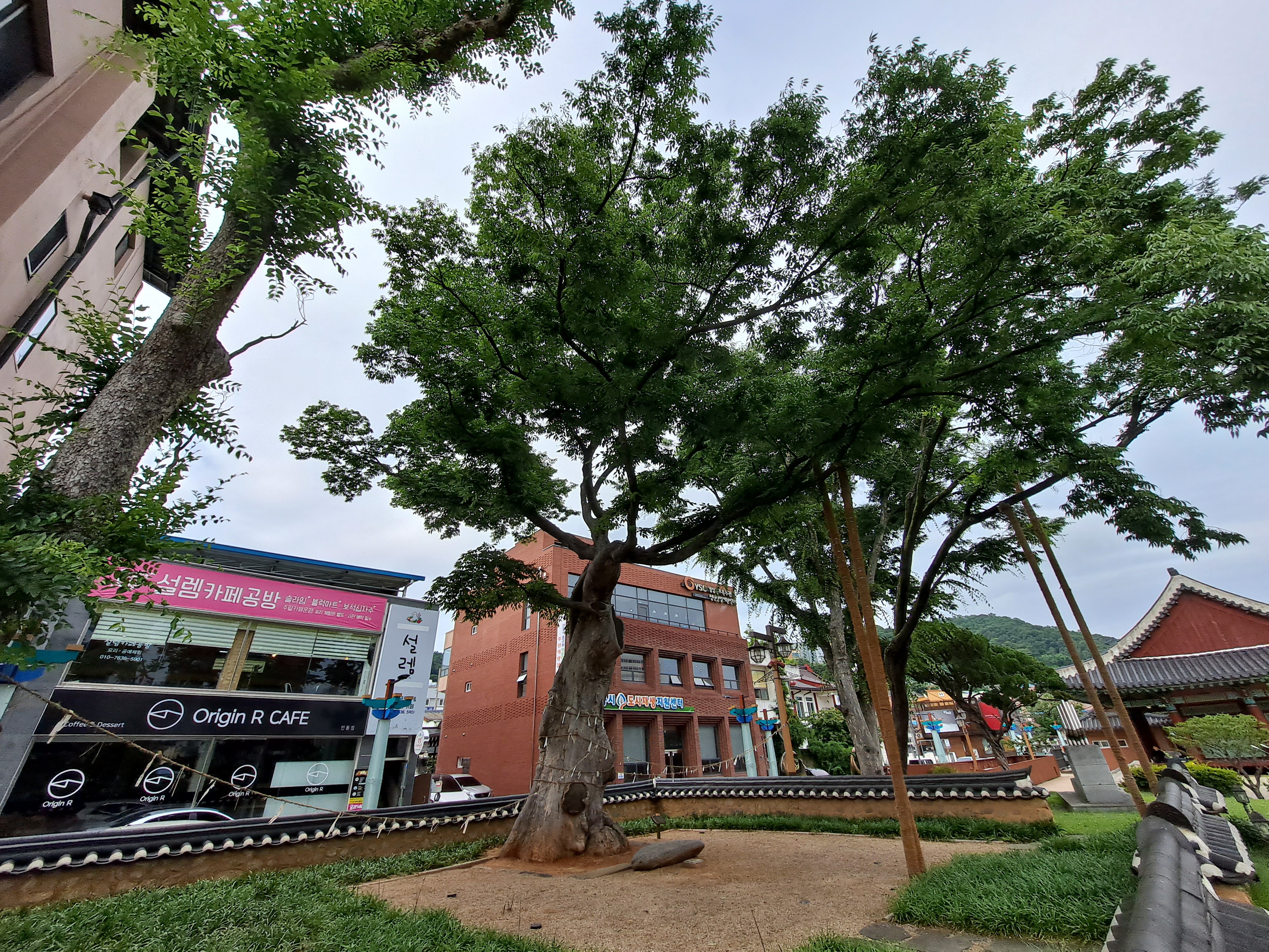  안동 부신목(府神木)
