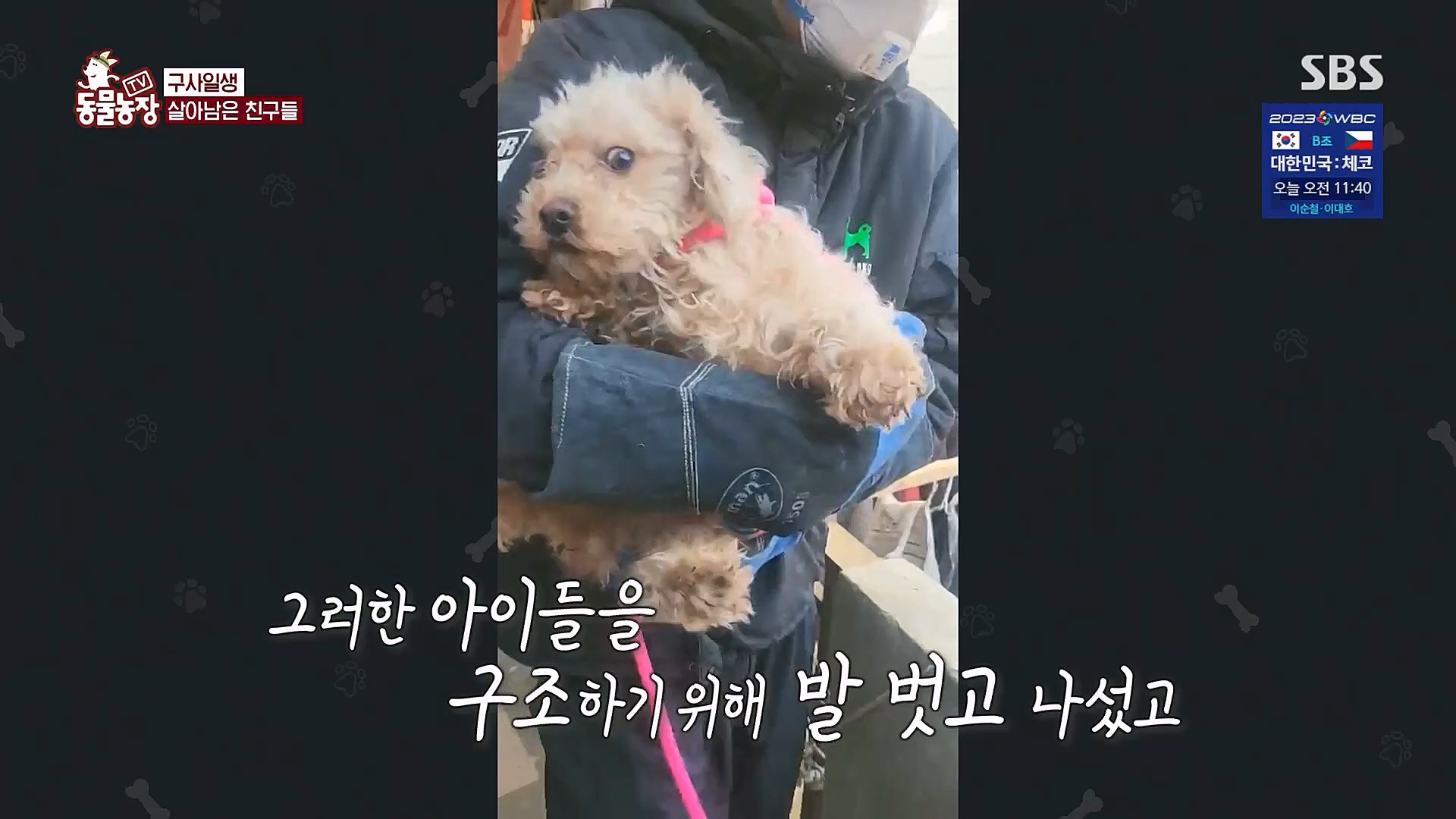 TV 동물농장.E1111.230312p.H264-F1RST.mp4_20230312_175950.790.jpg