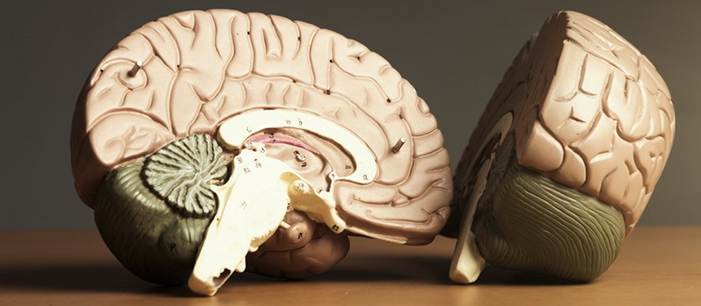 뇌 구조 이해를 위한 뇌 해부 모형