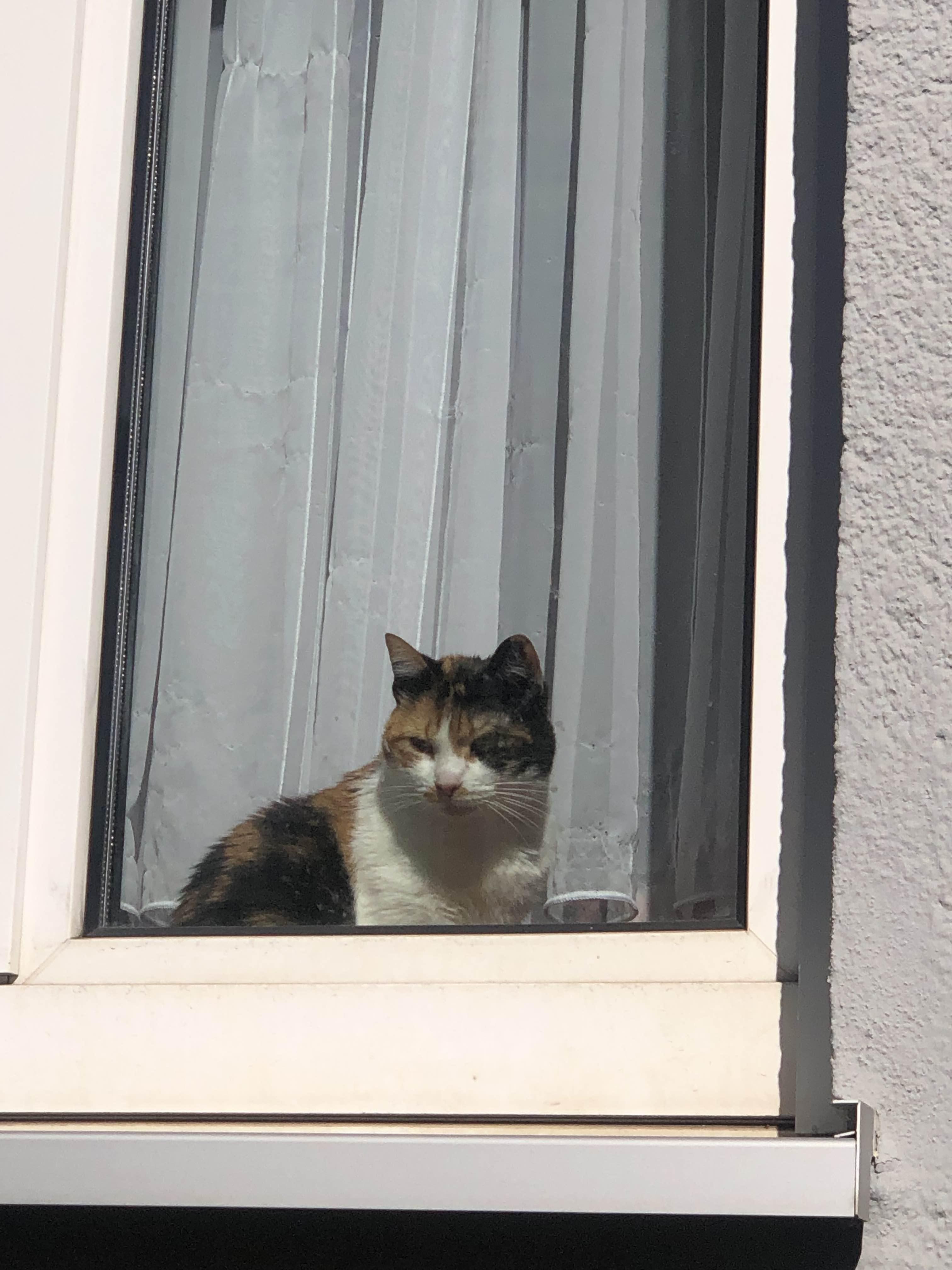 집근처 고양이