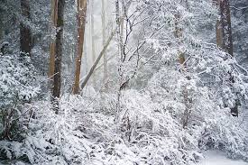 호주 눈 내린 모습 (뉴칼립 튜스 나무)