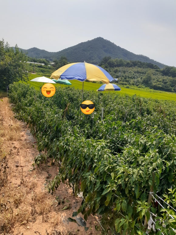 현주네 이미지