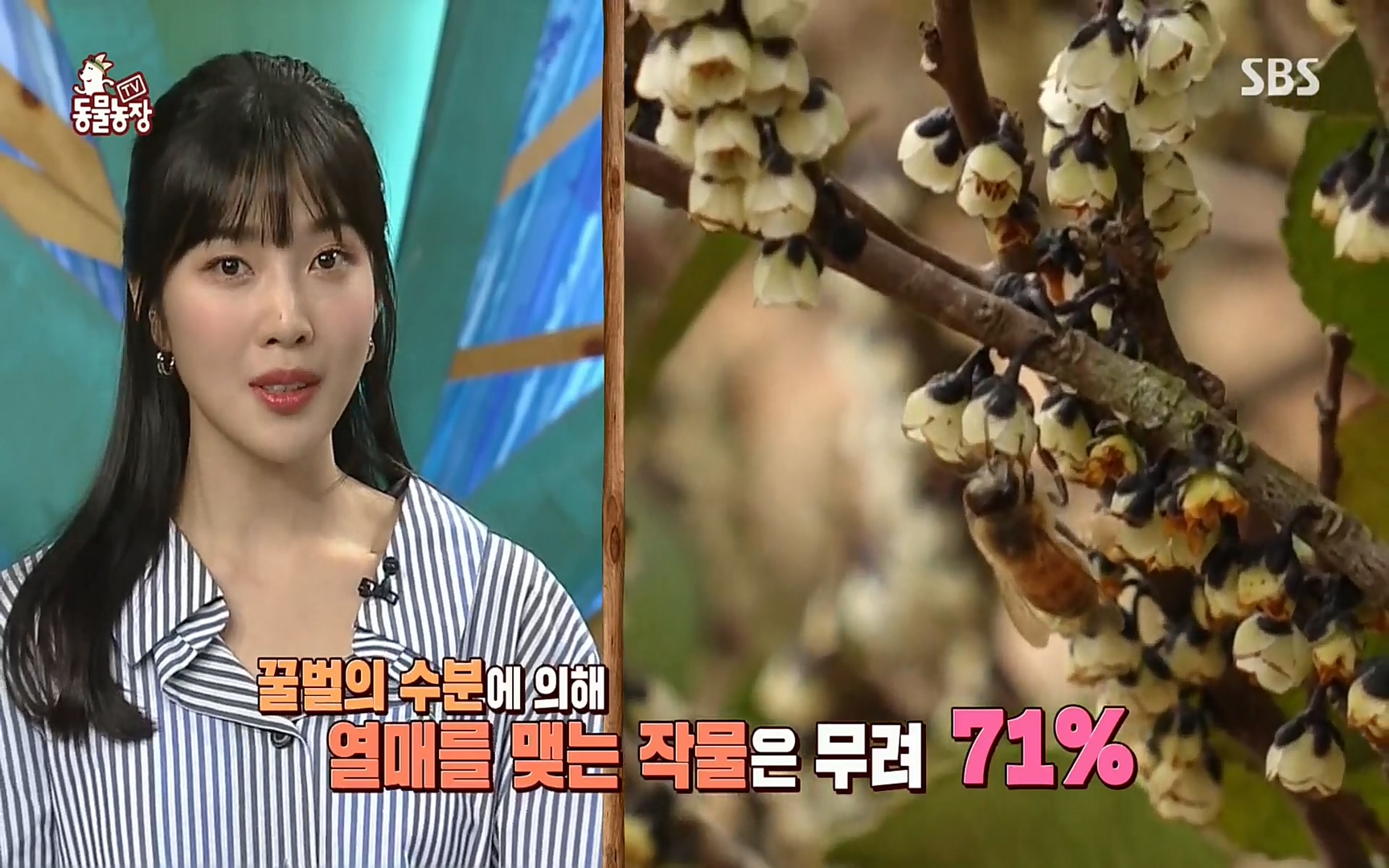 TV 동물농장.E1072.220605p.H264-F1RST.mp4_20220605_181327.982.jpg
