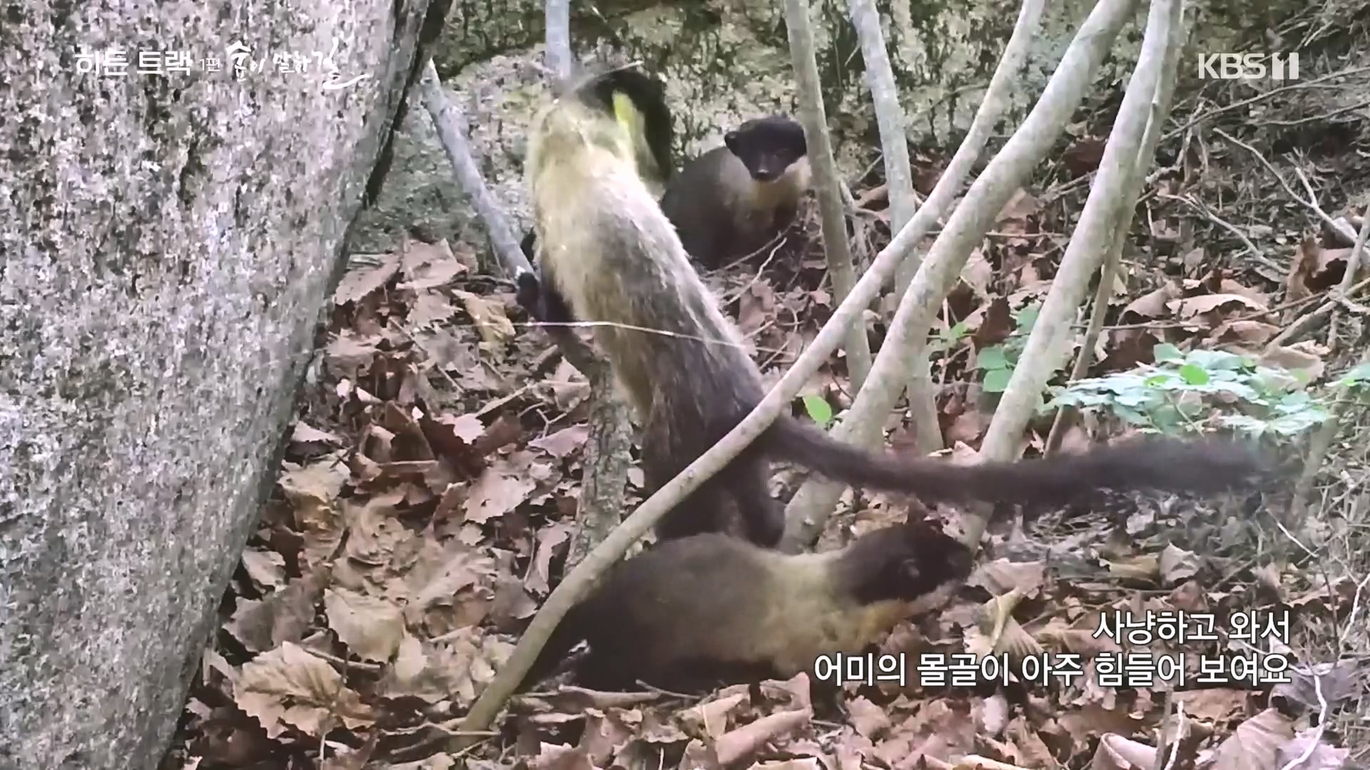 다큐 인사이트.E176.231214p.H264-F1RST.mp4_20231215_204405.263.jpg