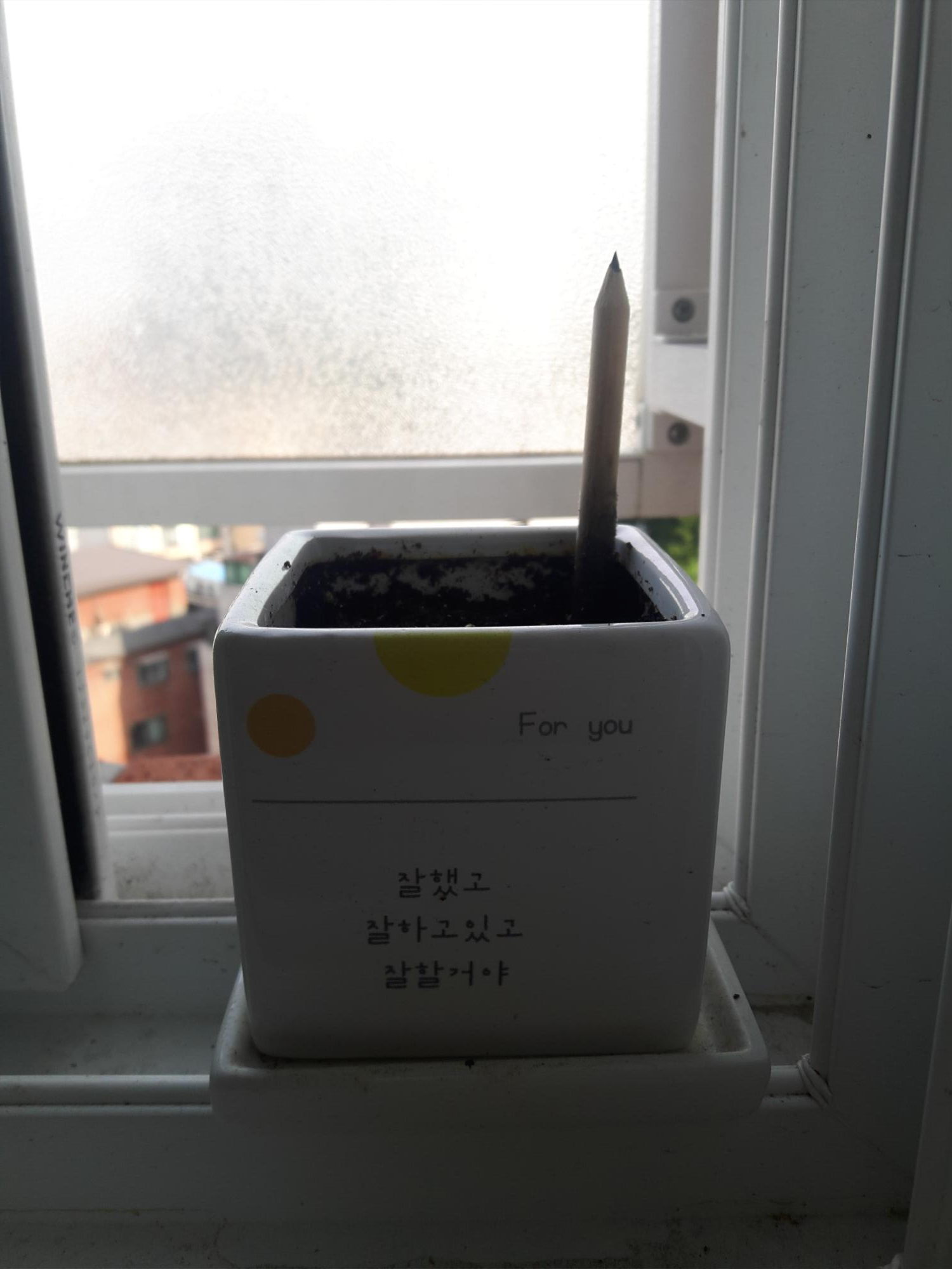  지난번에 심었던 바질에 싹이 남