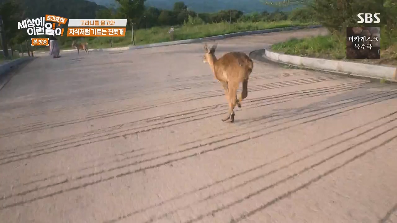 순간포착 세상에 이런일이.E1244.230903p-NEXT.mp4_20230903_173229.754.jpg