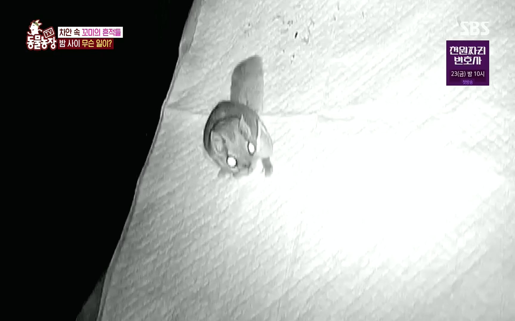 TV 동물농장.E1086.220911p.H264-F1RST.mp4_20220911_175405.762.jpg