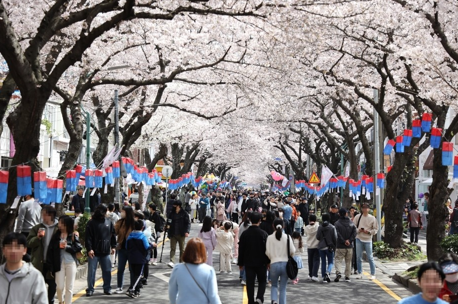 2025 벚꽃 개화시기 제주 전농로 왕벚꽃 축제