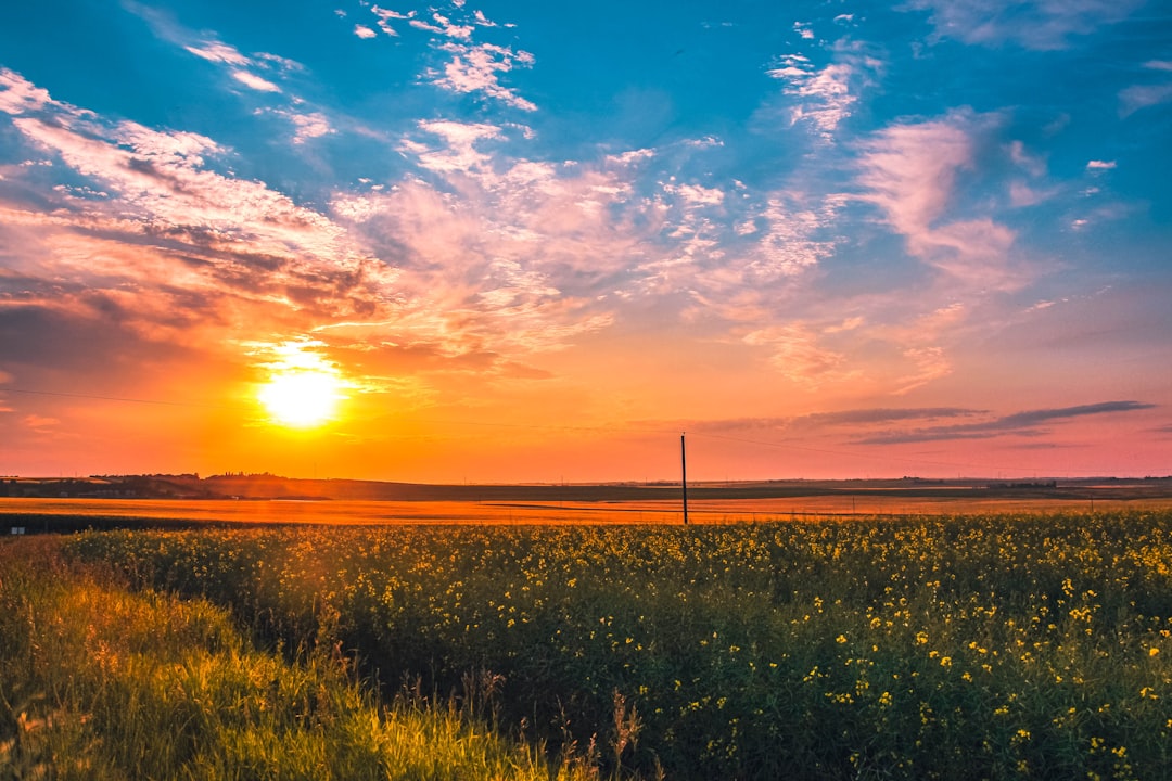 Canola.