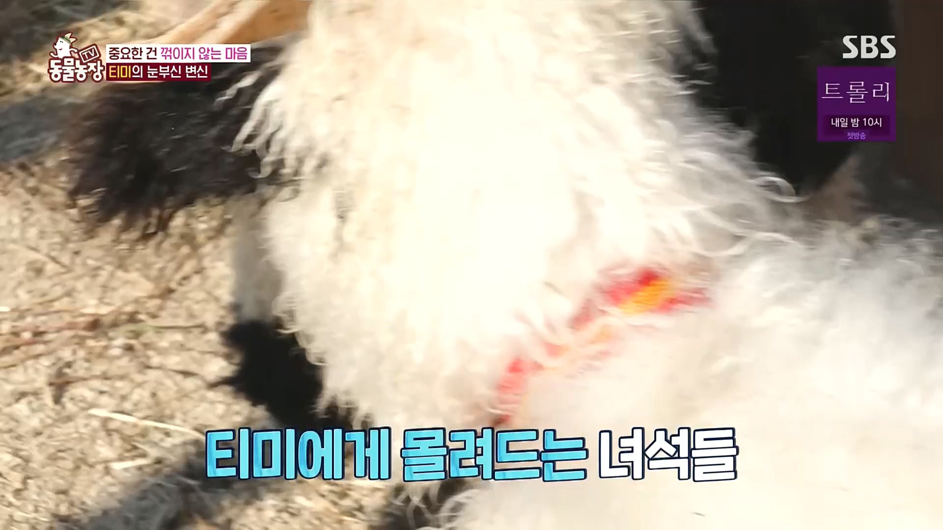 TV 동물농장.E1100.221218p.H264-F1RST.mp4_20221218_183449.207.jpg