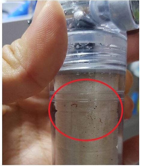  인천 서구 수돗물 유충? 깔따구
