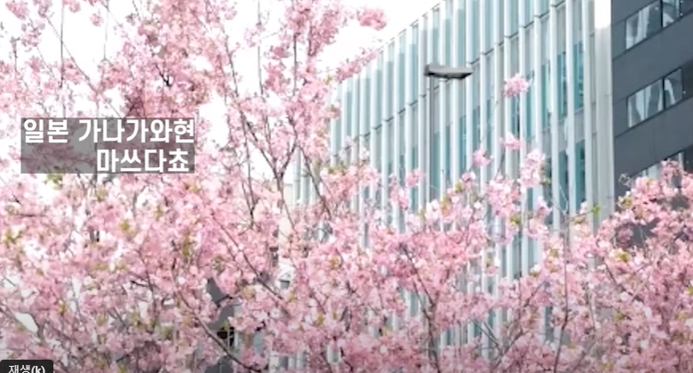 일본-도쿄-남부-가나가와현-마쓰다쵸-벚꽃-만개-모습-2024년-2월말