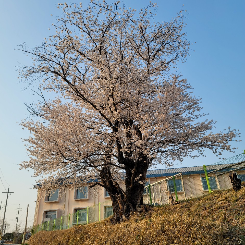 [전북 고창] 성송초등학교 벚꽃 사진